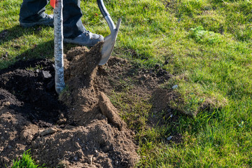 Gärtner pflanzt einen jungen Baum auf einer Wiese