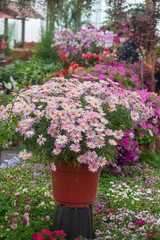 Asteraceae Chrysanthemum flowers wood outdoor blooming pink，Argyranthrmum frutescens