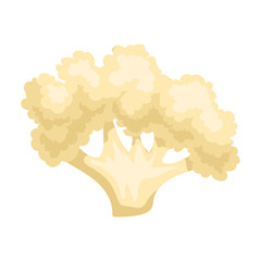 Cauliflower vector icon.Cartoon vector icon isolated on white background cauliflower.