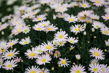 Fototapeta premium Asteraceae Chrysanthemum flowers wood outdoor blooming pink，Argyranthrmum frutescens
