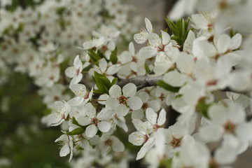 close up of blossom flowers with white petals on branch, spring