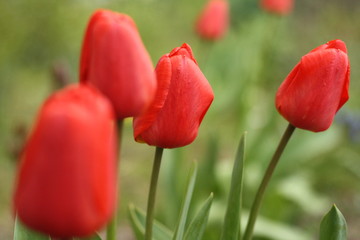 Obraz premium close up of four red tulips, colorful flowers in garden, spring