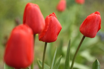 close up of four red tulips, colorful flowers in garden, spring