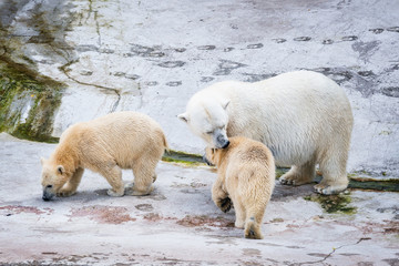 White polar bears on the stone background.