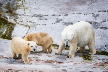 White polar bears on the stone background.