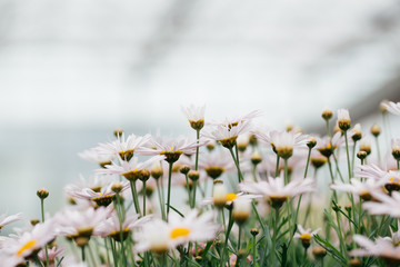 Asteraceae Chrysanthemum flowers wood outdoor blooming pink，Argyranthrmum frutescens