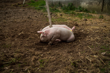 baby schweine ferkel auf bio landwirtschaftlichen hof frei spielen