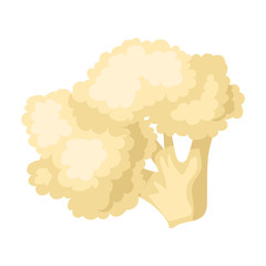 Cauliflower vector icon.Cartoon vector icon isolated on white background cauliflower.
