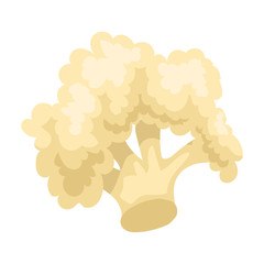 Cauliflower vector icon.Cartoon vector icon isolated on white background cauliflower.