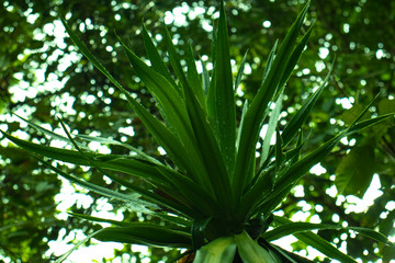 Obraz na płótnie Canvas green palm tree