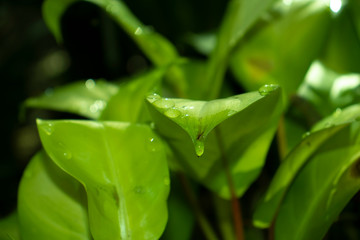 green leaf with water drops
