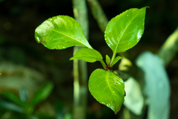 green leaves of a tree