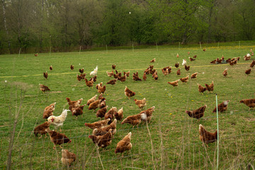 free range organic chicken eggs