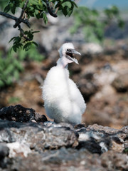 Nazca booby chick