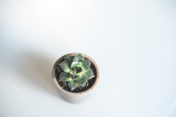 Green succulents on the table