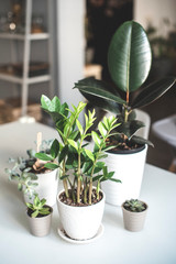 Green plants on the table