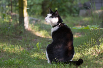 Black and white cat sitting in a garden, looking at something