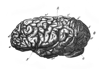 View of Johann Carl Friedrich Gauss's brain, from a side in the old book The Human, by K. Fogt, 1866, St. Petersburg