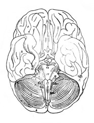 View of human brain, from the bottom in the old book The Human, by K. Fogt, 1866, St. Petersburg