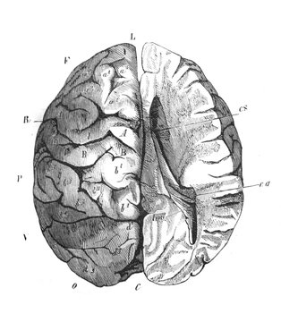 Brain of the chimpanzee in the old book The Human, by K. Fogt, 1866, St. Petersburg