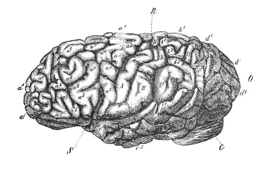 View of Johann Carl Friedrich Gauss's brain in the old book The Human, by K. Fogt, 1866, St. Petersburg