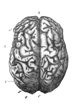 View of human brain, top view in the old book The Human, by K. Fogt, 1866, St. Petersburg