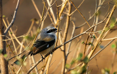 Long tailed Shrike