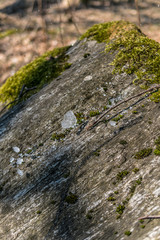 Ice of spring creek in Giant Mountains
