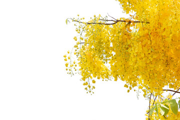 Beautiful yellow flower  isolate on white background. Save with clipping path.