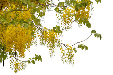 Beautiful yellow flower  isolate on white background. Save with clipping path.