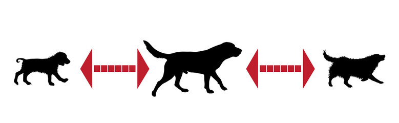 Vector silhouette of keep distance with different dogs.