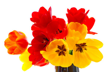 fresh tulips