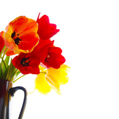 fresh tulips