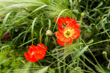 red flower poppy