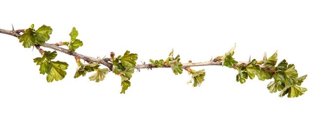Gooseberry bush branch on an isolated white background. Berry bush sprout with leaves isolate.