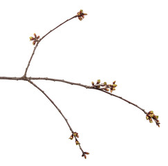 Cherry tree branch on an isolated white background. Fruit tree sprout with leaves isolate.