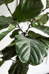 Fiddle leaf fig tree