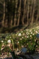 Leucojum in the nature, Giant Mountains