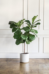 Fiddle leaf fig tree