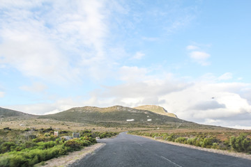 Penguins at Boulders Beach in Capetown