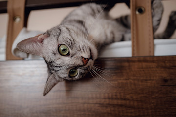 Gray adult cat in a playful mood