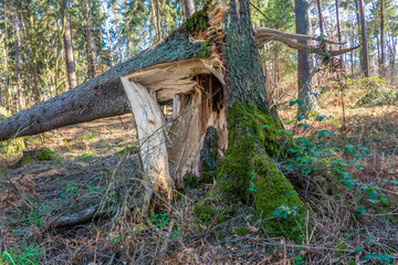 GERMANY, BONN. a spruce tree snapped by a severe storm
