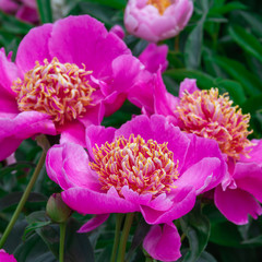 Beautiful pink peonies in the garden.