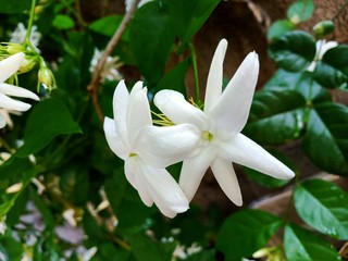 Fototapeta premium lily of the valley