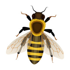 Honey bee vector icon.Cartoon vector icon isolated on white background honey bee.
