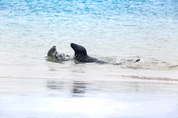 Helgoland, Halichoerus grypus, Harbor Seal - Seals swimming in the sea off Dune Island