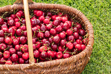 wicker basket placed on the grass and filled with beautiful red cherries