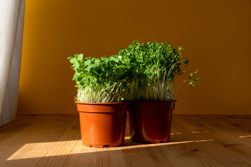 Set of two different home plants microgreens in same pots against mustared yellow wall and on wooden table in the house. Hard shadows and sun rays help to focus directly on plants.