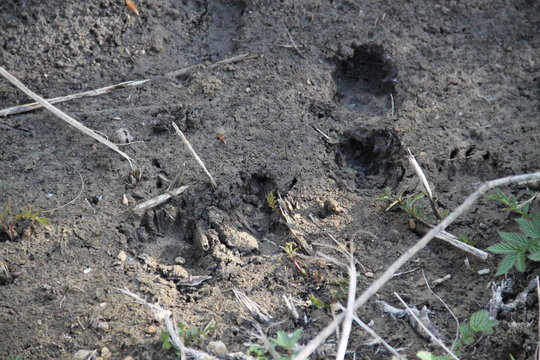 Fox and badger foot prints in the mud