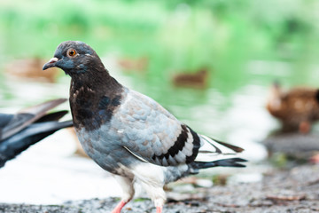 Fototapeta premium pigeons on a lake in a park, protection environment background, ecology concept